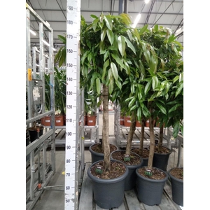 Ficus binn. 'Amstel King'