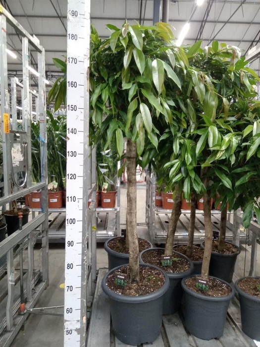 <h4>Ficus binn. 'Amstel King'</h4>