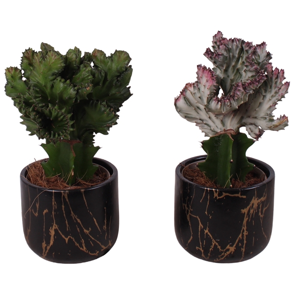 <h4>Cactus mix Euphorbia l. Ø12cm in Ø14cm Ceramic PL469</h4>