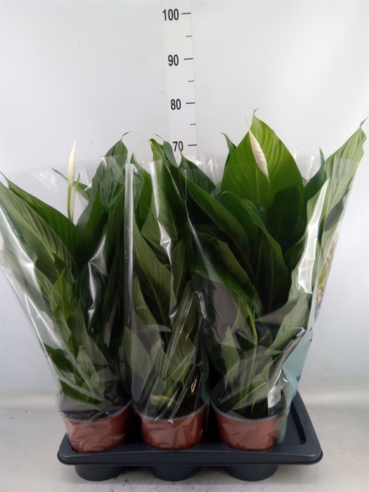 <h4>Spathiphyllum  'Bingo Cupido'</h4>