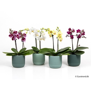 PHALAENOPSIS-HYBRID E 4314