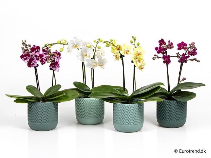 <h4>PHALAENOPSIS-HYBRID E 4314</h4>