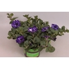 Petunia NightSky