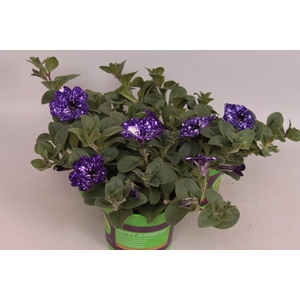 Petunia NightSky
