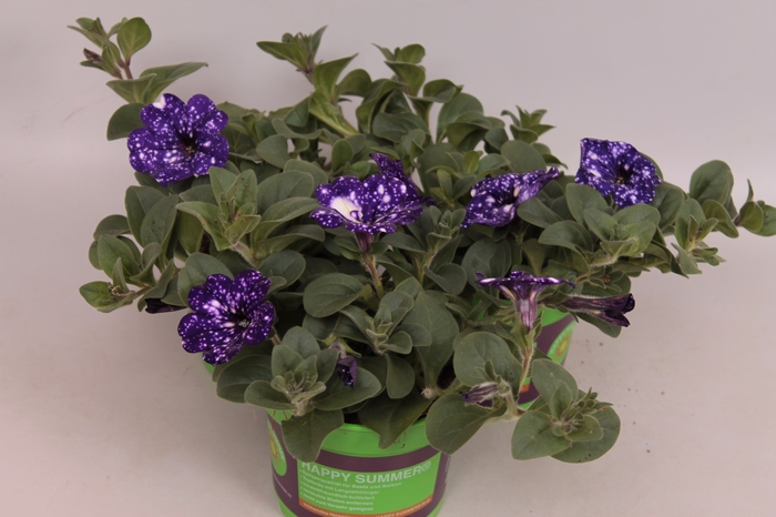 Petunia NightSky