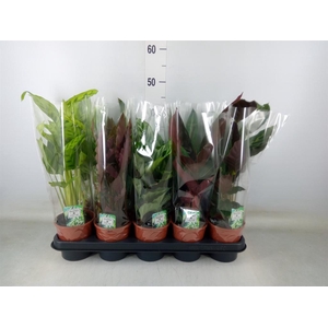 Calathea   ...mix 5