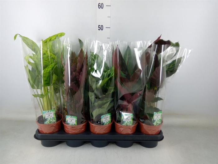 <h4>Calathea   ...mix 5</h4>