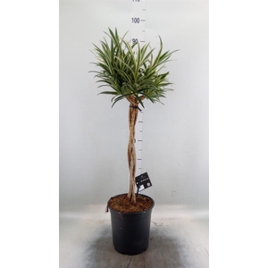 Dracaena refl.   ...