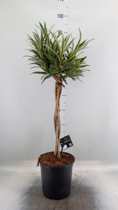 <h4>Dracaena refl.   ...</h4>