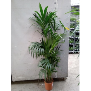 Howea forsteriana