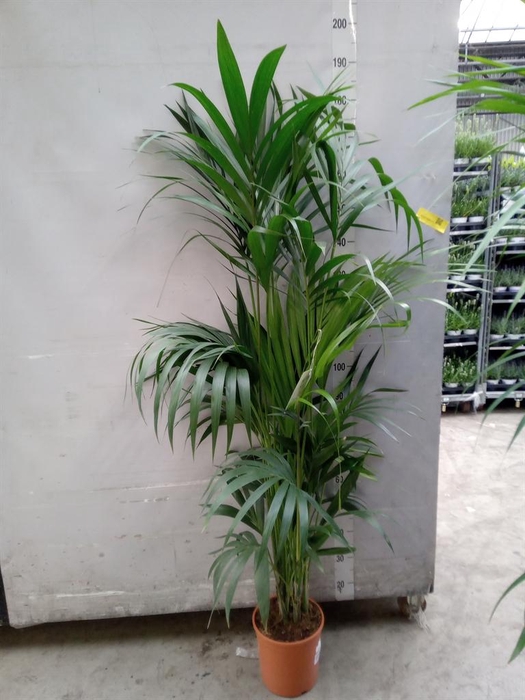 <h4>Howea forsteriana</h4>