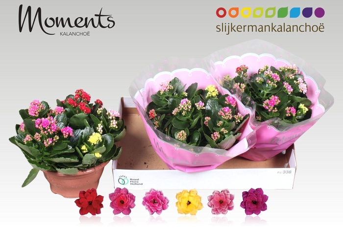 <h4>KAL GE GEM I POT</h4>