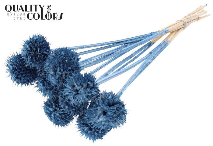 <h4>Droogbloemen   ...bewerkt H%</h4>