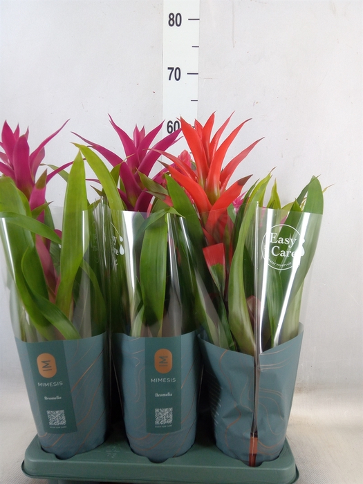 <h4>Bromelia   ...mix</h4>