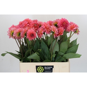 Dahlia Pink Runner