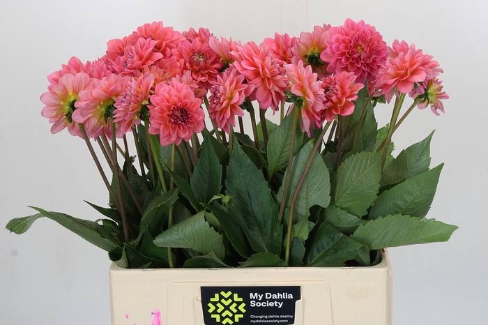 <h4>Dahlia Pink Runner</h4>