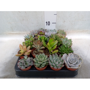 Succulents   ...