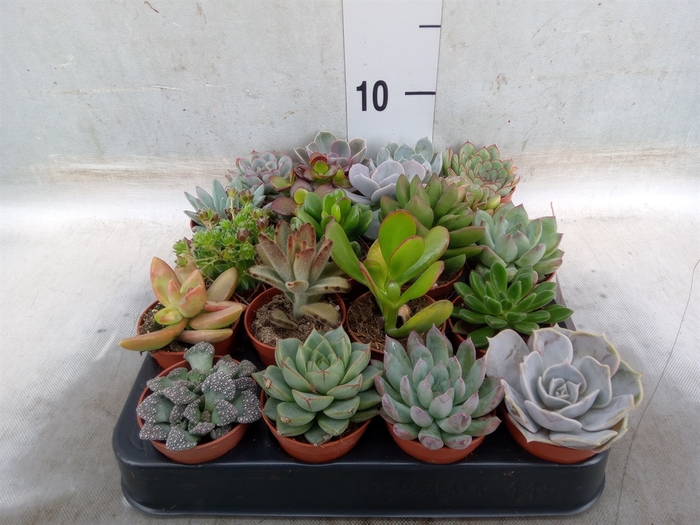 <h4>Succulents   ...</h4>