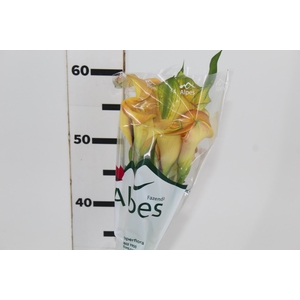 CALLA EXOTIC TRINITY
