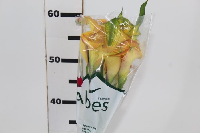 <h4>CALLA EXOTIC TRINITY</h4>
