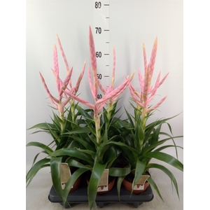 Tillandsia  'Dolce'