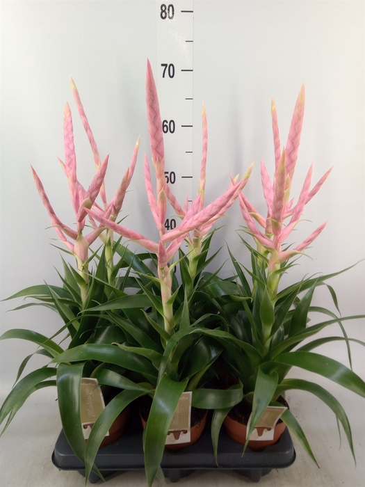 <h4>Tillandsia  'Dolce'</h4>