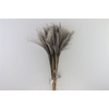 Dried Stipa Feather Grey Bunch Slv