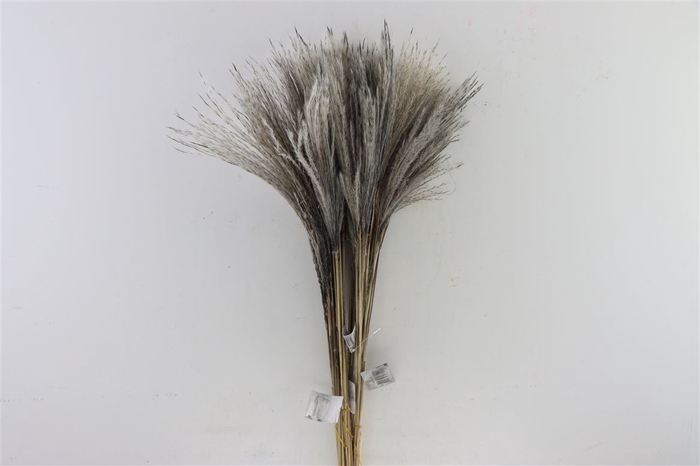 Dried Stipa Feather Grey Bunch Slv