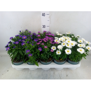 Aster n-b 'Starletta' ..mix