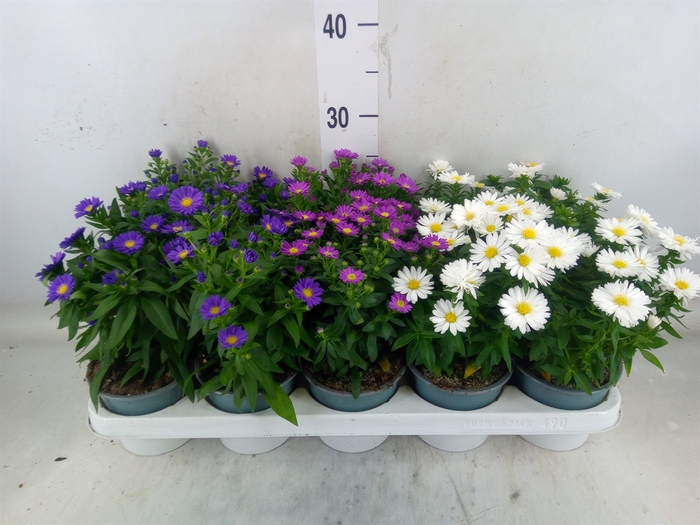 <h4>Aster n-b 'Starletta' ..mix</h4>