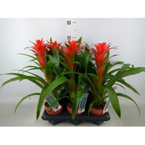 Guzmania  'Ostara'