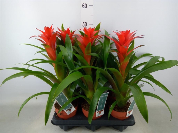 <h4>Guzmania  'Ostara'</h4>