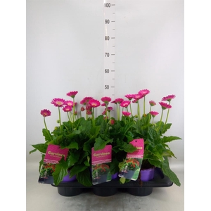 Gerbera  'Garvinea Classic Femmy'