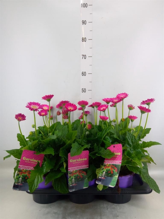 <h4>Gerbera  'Garvinea Classic Femmy'</h4>