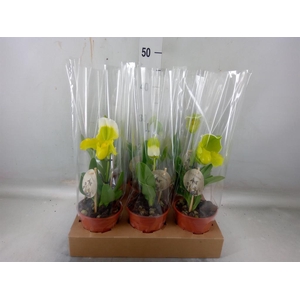 Paphiopedilum  'Amerikaanse hybrid'