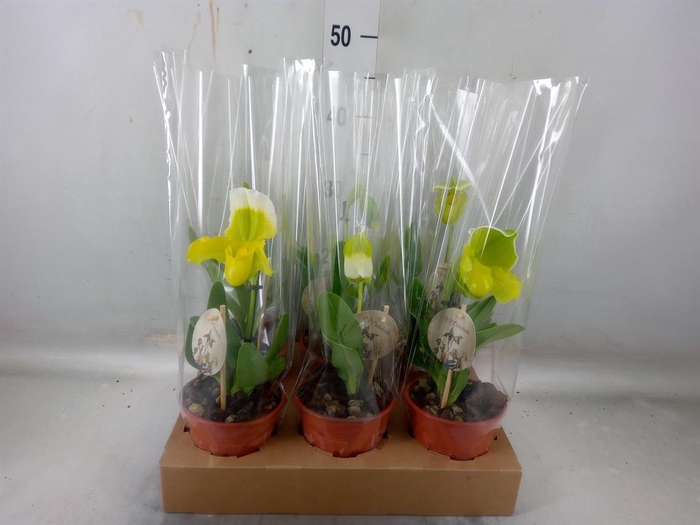 <h4>Paphiopedilum  'Amerikaanse hybrid'</h4>