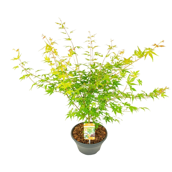 <h4>Acer palm. 'Katsura'</h4>