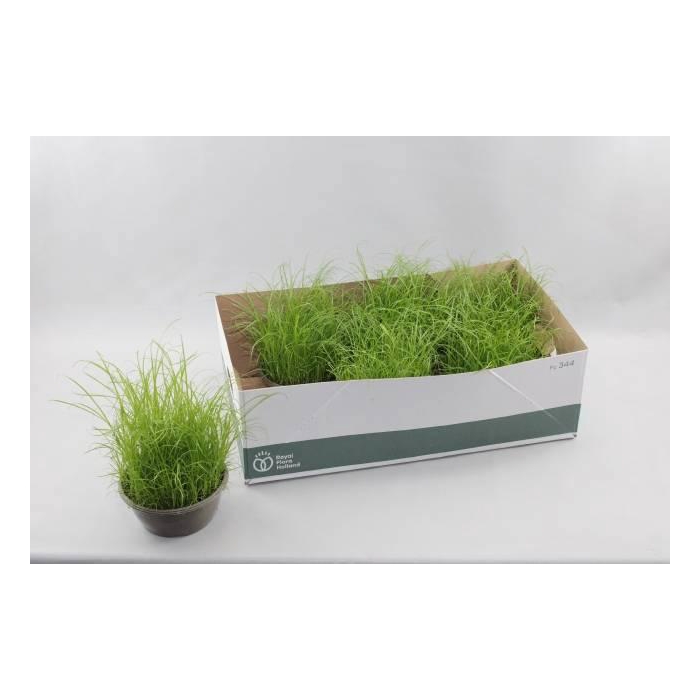 <h4>CYPER ALT ZUMULA</h4>