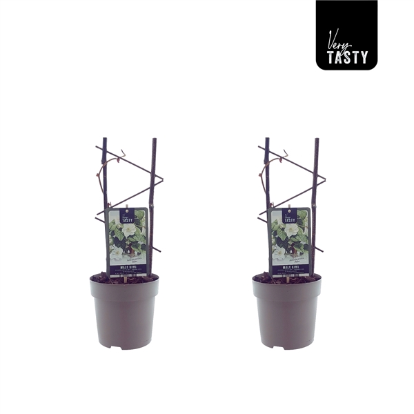 <h4>Actinidia Atlas</h4>