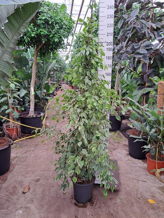 <h4>Ficus benja. 'Golden King'</h4>