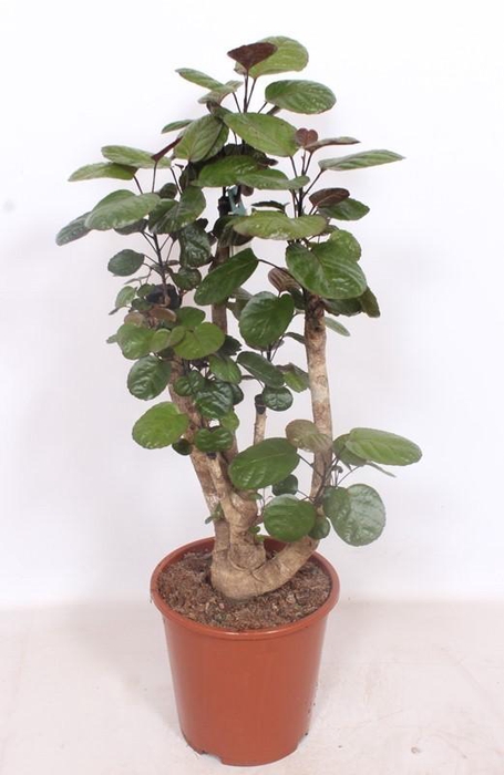 <h4>Polyscias Fabian</h4>