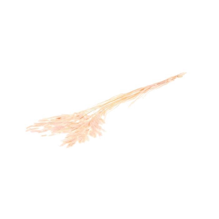 <h4>Bunch Chasmantium Pres. 80g L70</h4>