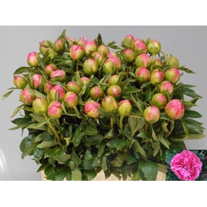 PAEO L PINK HAWAI CO