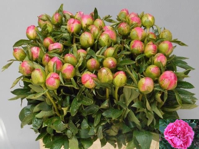 <h4>PAEO L PINK HAWAI CO</h4>