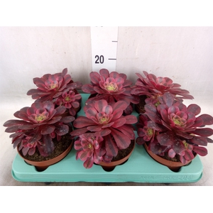 Aeonium   ...