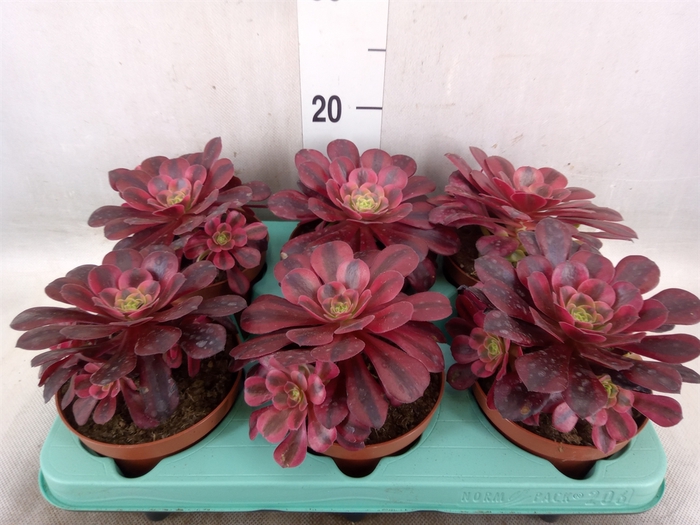 <h4>Aeonium   ...</h4>