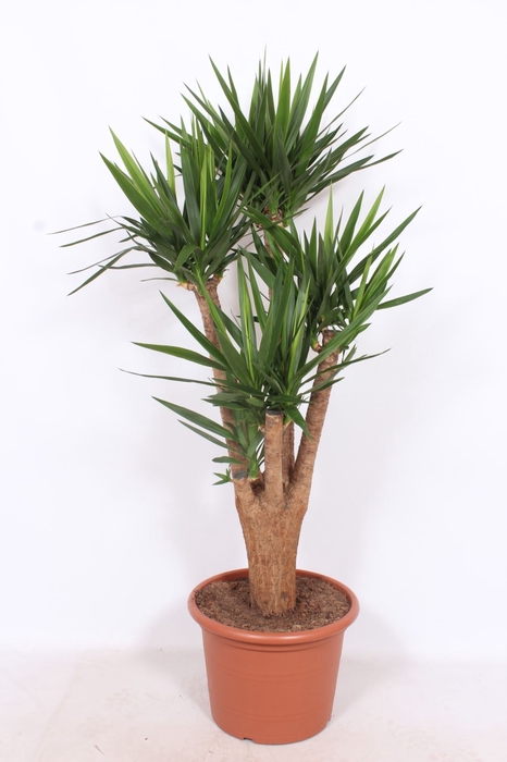 <h4>Yucca</h4>