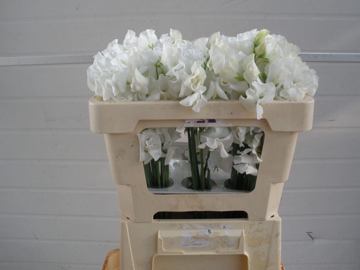 <h4>LATHYRUS WI SU WHITE</h4>