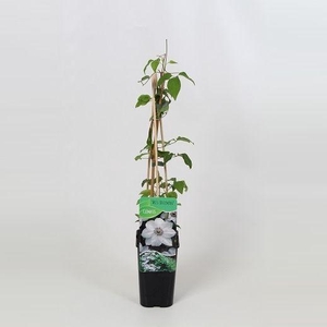 Clematis Miss Bateman