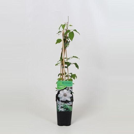 <h4>Clematis Miss Bateman</h4>